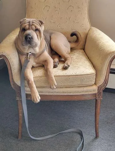 Darla, Chief Moral Officer, lounging on an armchair