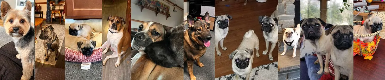 A collage of dogs